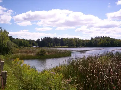 Wetland Assessment Services