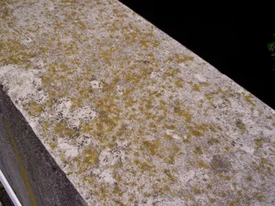 Mold Assessment Service And Testing