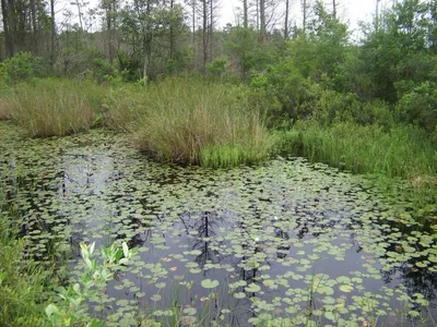 Wetland Assessment Services