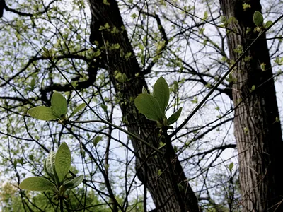 NEPA Environmental Assessment And Land Screenings