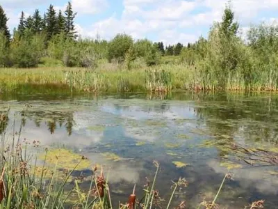 Wetland Assessment Services