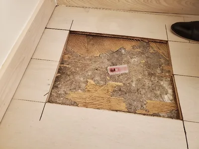 Mold Assessment Service And Testing